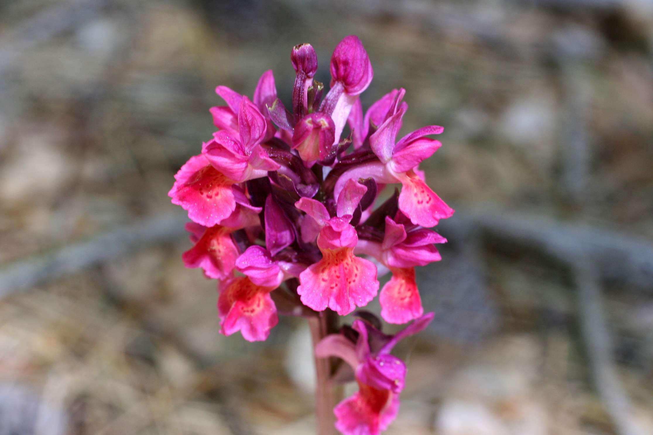 Altra orchidea